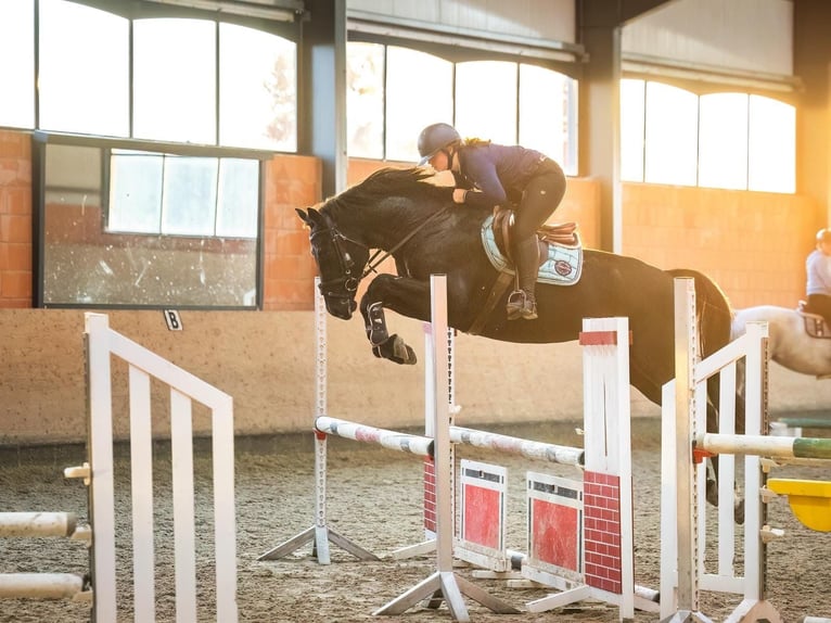 Hanoverian Gelding 4 years 16,2 hh Black in Bodenstein