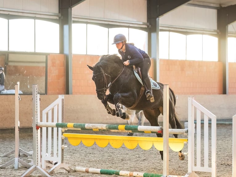 Hanoverian Gelding 4 years 16,2 hh Black in Bodenstein