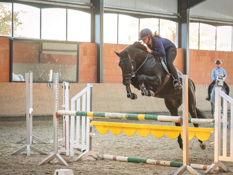 Hanoverian Gelding 4 years 16,2 hh Black in Bodenstein