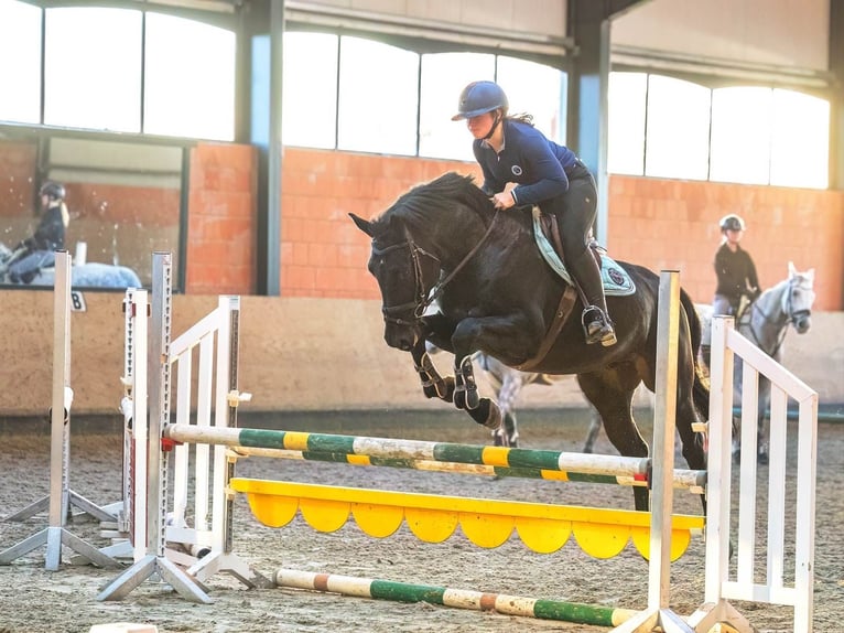 Hanoverian Gelding 4 years 16,2 hh Black in Bodenstein