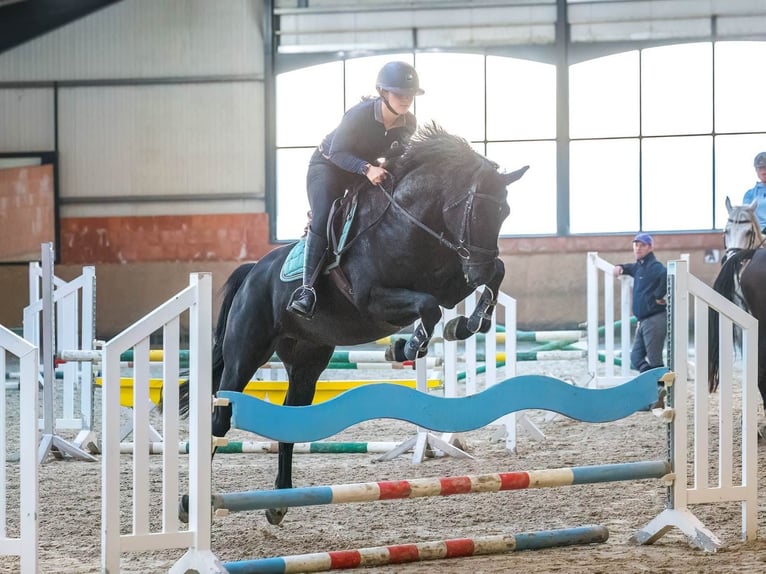 Hanoverian Gelding 4 years 16,2 hh Black in Bodenstein