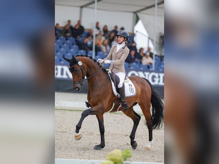 Hanoverian Gelding 4 years 16,2 hh Brown in Bruchhausen-Vilsen