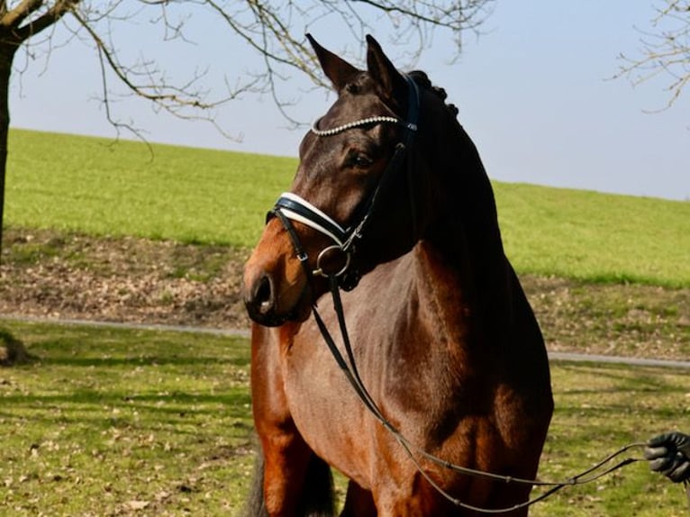 Hanoverian Gelding 4 years 16,2 hh Brown in Bruchhausen-Vilsen