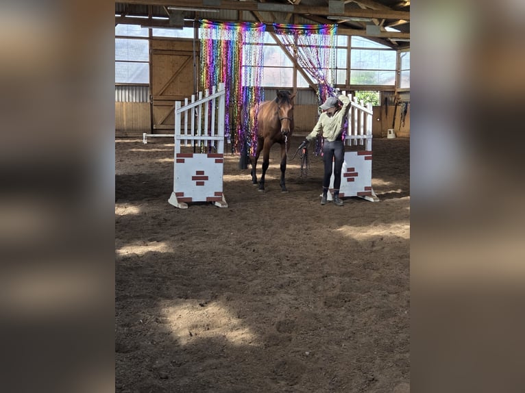 Hanoverian Gelding 4 years 16.2 hh Brown in Fredenbeck