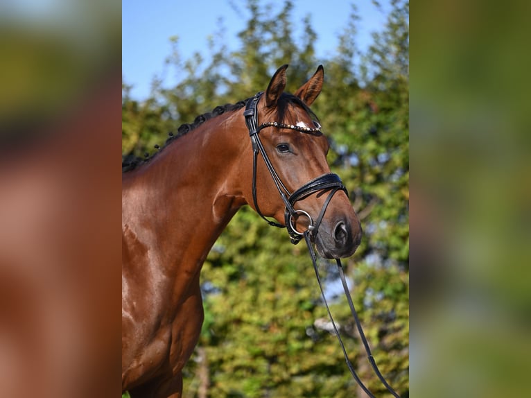 Hanoverian Gelding 4 years 16,2 hh Brown in Rosenheim