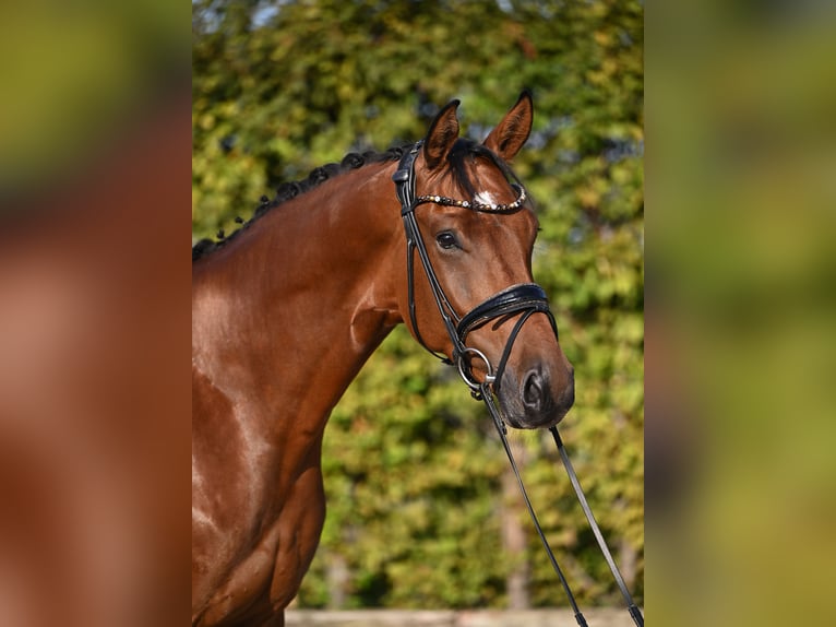 Hanoverian Gelding 4 years 16,2 hh Brown in Rosenheim