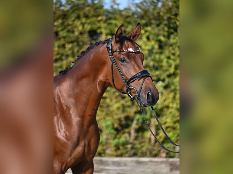 Hanoverian Gelding 4 years 16,2 hh Brown in Rosenheim