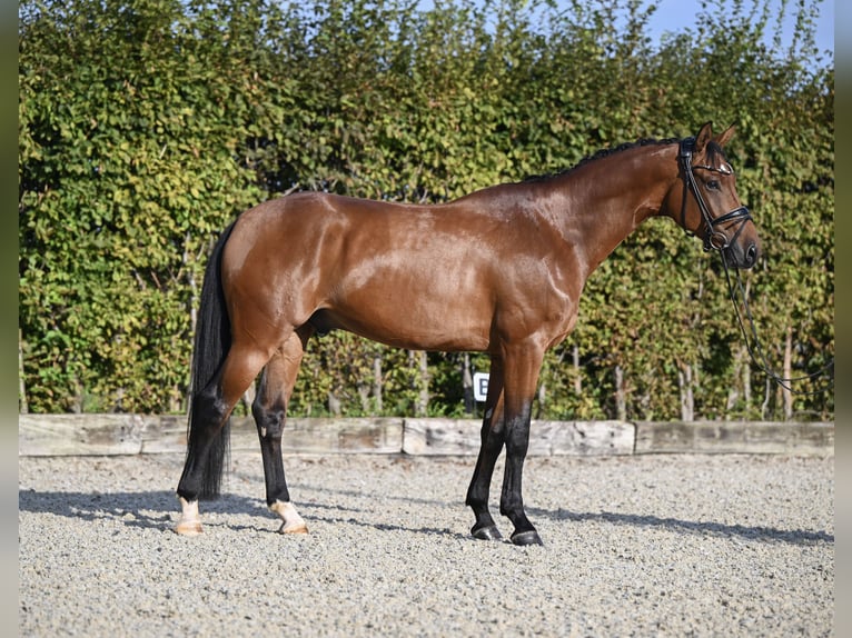 Hanoverian Gelding 4 years 16,2 hh Brown in Rosenheim