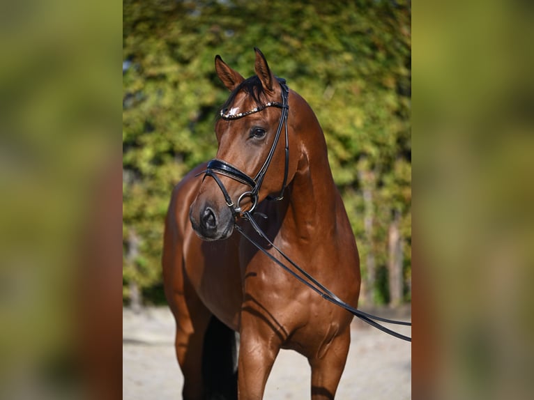 Hanoverian Gelding 4 years 16,2 hh Brown in Rosenheim