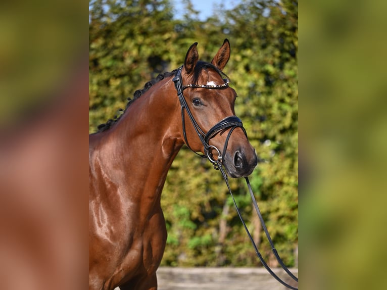 Hanoverian Gelding 4 years 16,2 hh Brown in Rosenheim