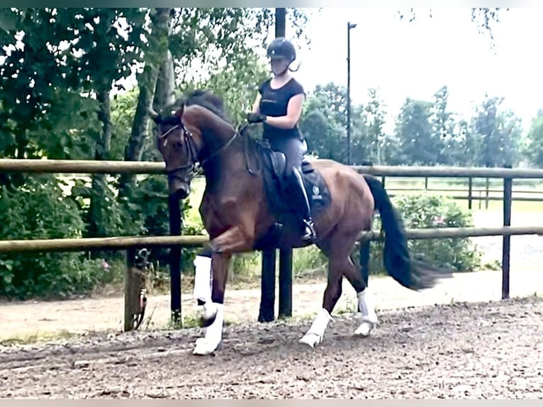 Hanoverian Gelding 4 years 16.2 hh Brown in Isensee/Osten
