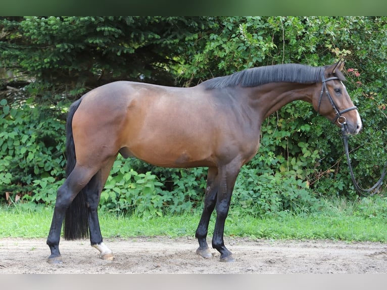 Hanoverian Gelding 4 years 16.2 hh Brown in Bötersen