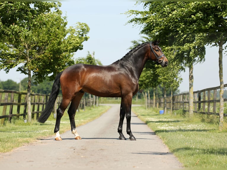 Hanoverian Gelding 4 years 16,2 hh Brown in Diepholz