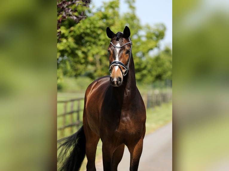 Hanoverian Gelding 4 years 16,2 hh Brown in Diepholz