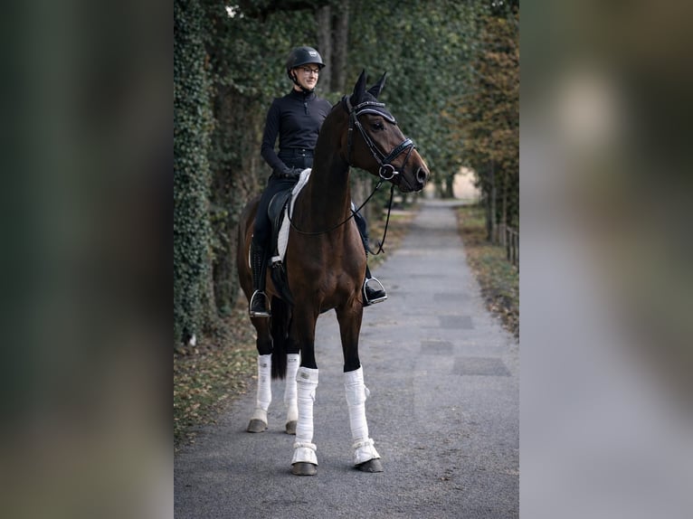 Hanoverian Gelding 4 years 16.2 hh Brown in Fürstenau