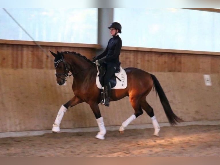 Hanoverian Gelding 4 years 16.2 hh Brown in Fürstenau