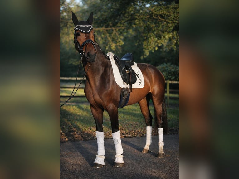 Hanoverian Gelding 4 years 16.2 hh Brown in Fürstenau