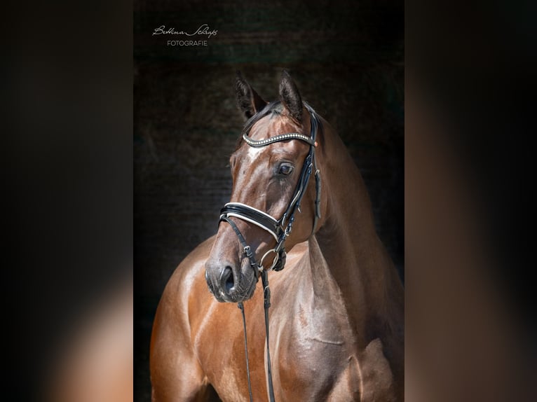 Hanoverian Gelding 4 years 16,2 hh Brown in Herbstein