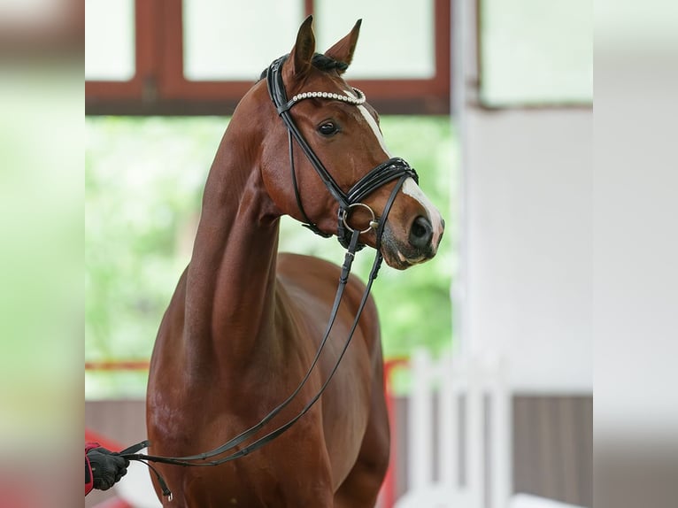 Hanoverian Gelding 4 years 16.2 hh Brown in Münster-Handorf