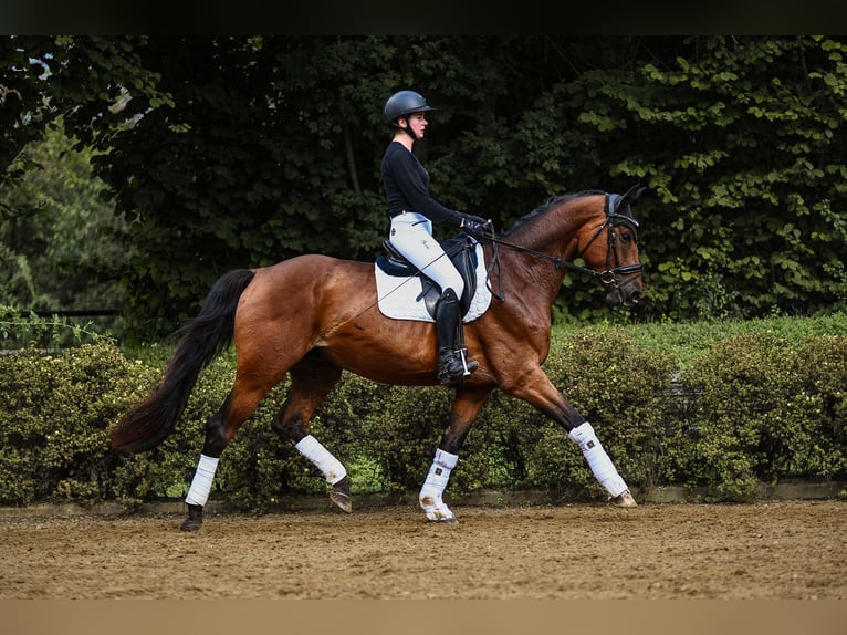 Hanoverian Gelding 4 years 16,2 hh Brown in Riedstadt