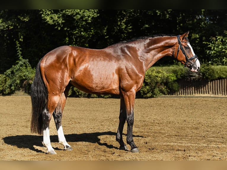 Hanoverian Gelding 4 years 16,2 hh Brown in Riedstadt