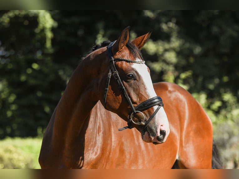 Hanoverian Gelding 4 years 16,2 hh Brown in Riedstadt