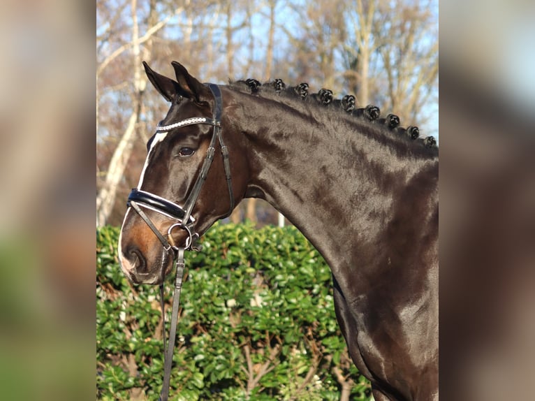 Hanoverian Gelding 4 years 16,2 hh Brown in Selsingen