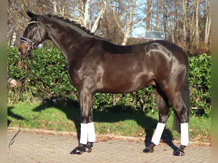 Hanoverian Gelding 4 years 16,2 hh Brown in Selsingen