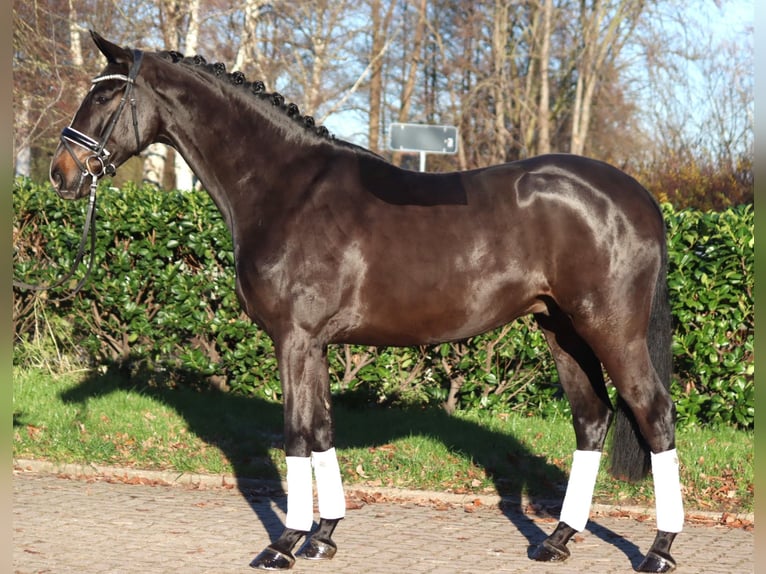 Hanoverian Gelding 4 years 16,2 hh Brown in Selsingen