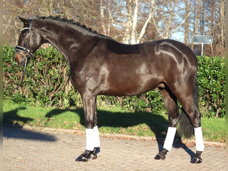 Hanoverian Gelding 4 years 16,2 hh Brown in Selsingen