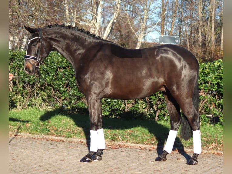 Hanoverian Gelding 4 years 16,2 hh Brown in Selsingen