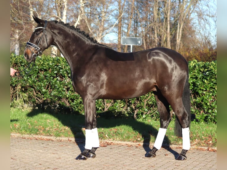 Hanoverian Gelding 4 years 16,2 hh Brown in Selsingen