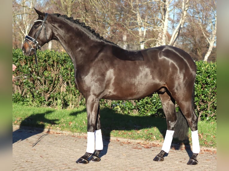 Hanoverian Gelding 4 years 16,2 hh Brown in Selsingen