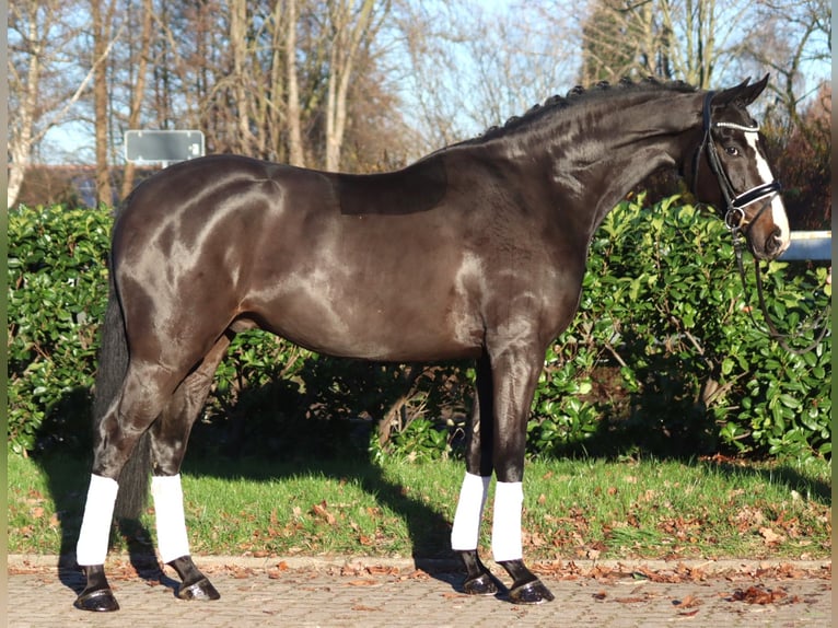 Hanoverian Gelding 4 years 16,2 hh Brown in Selsingen