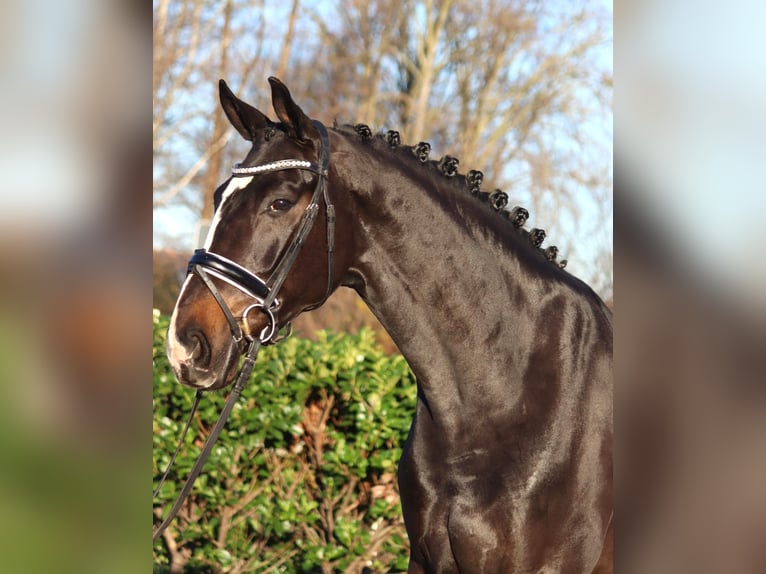 Hanoverian Gelding 4 years 16,2 hh Brown in Selsingen