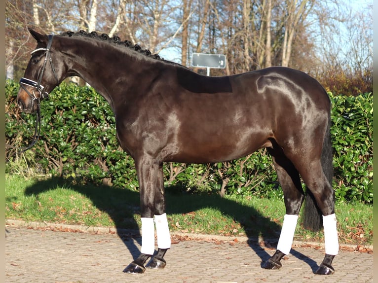 Hanoverian Gelding 4 years 16,2 hh Brown in Selsingen