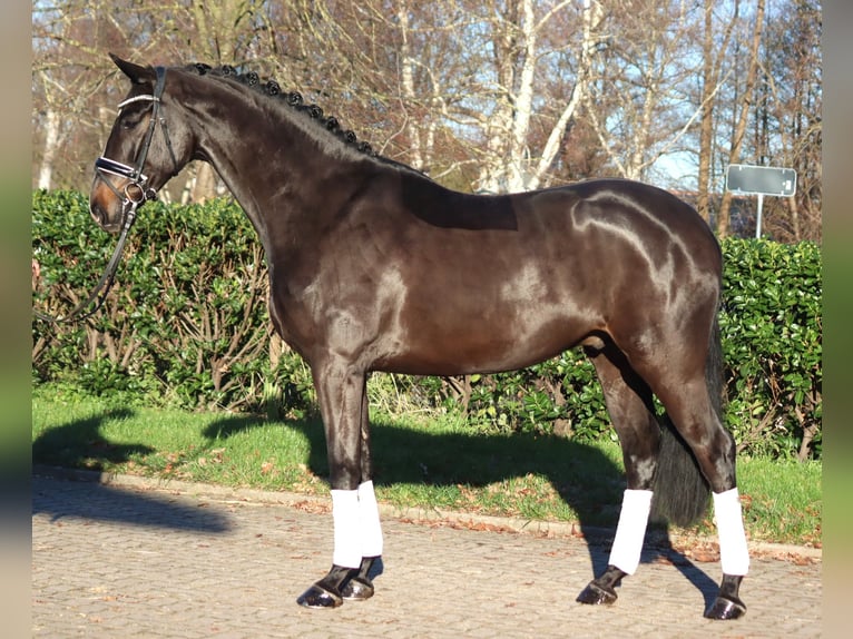 Hanoverian Gelding 4 years 16,2 hh Brown in Selsingen