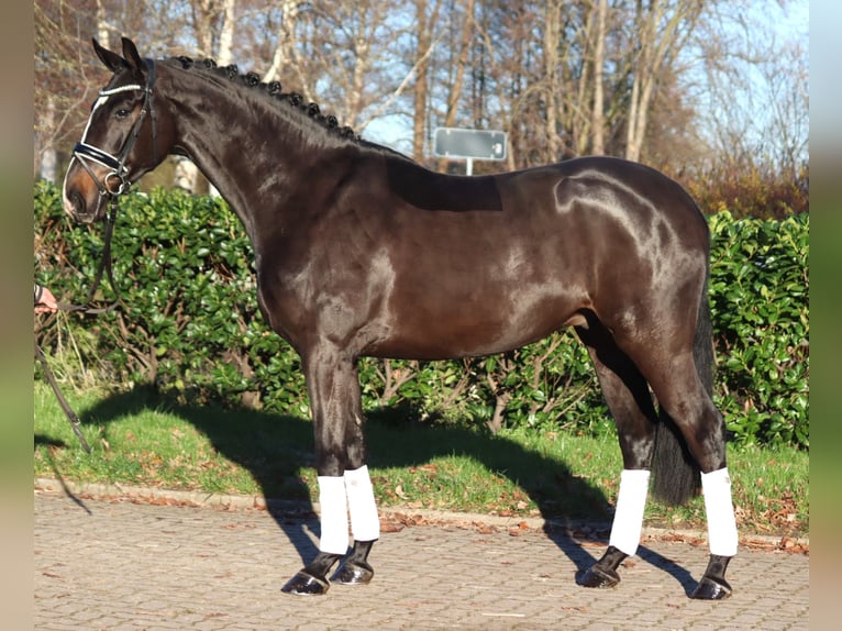 Hanoverian Gelding 4 years 16,2 hh Brown in Selsingen