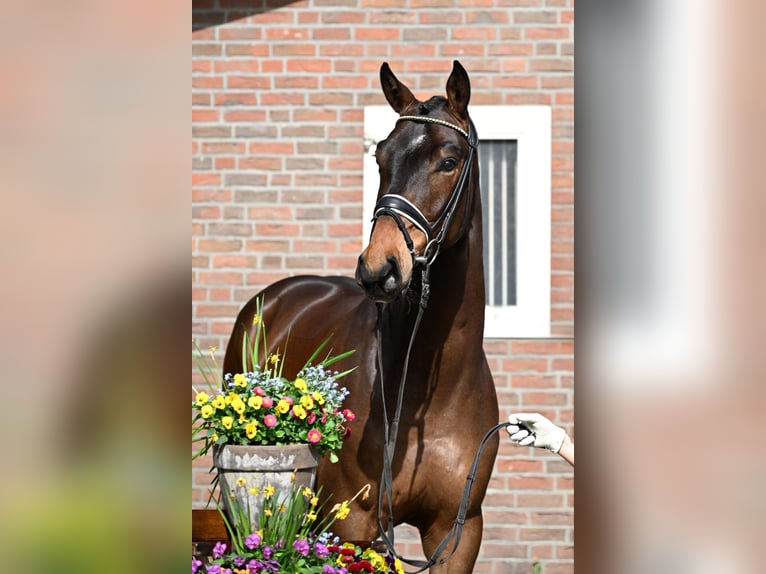 Hanoverian Gelding 4 years 16,2 hh Brown in Soltau