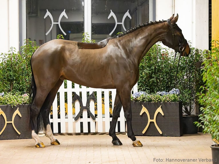 Hanoverian Gelding 4 years 16.2 hh Brown in Verden