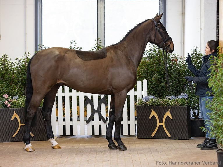 Hanoverian Gelding 4 years 16.2 hh Brown in Verden