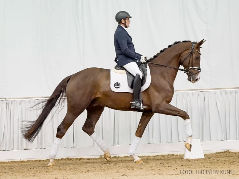 Hanoverian Gelding 4 years 16,2 hh Brown in Verden