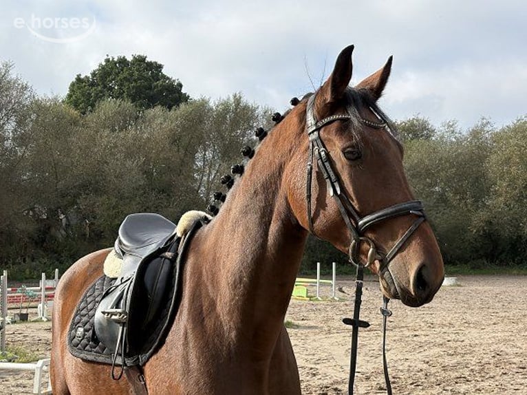 Hanoverian Gelding 4 years 16.2 hh Brown in Verden (Aller)