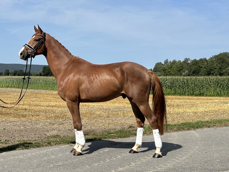 Hanoverian Gelding 4 years 16,2 hh Chestnut in Riedlingen