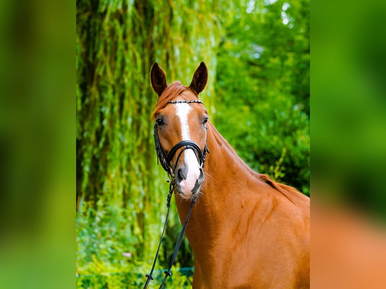 Hanoverian Gelding 4 years 16.2 hh Chestnut-Red in Coesfeld