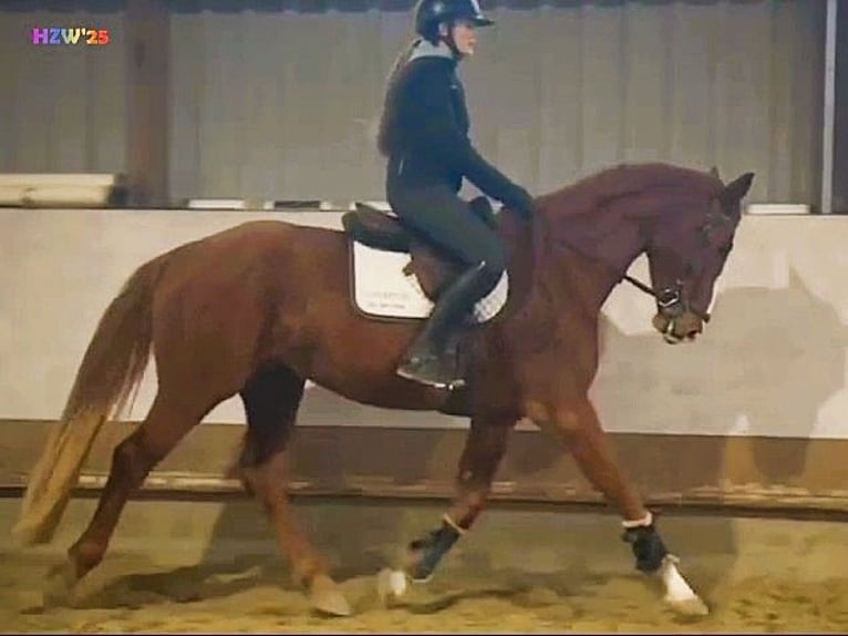 Hanoverian Gelding 4 years 16,2 hh Chestnut-Red in Altenkirchen