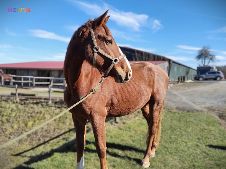 Hanoverian Gelding 4 years 16,2 hh Chestnut-Red in Birkenbeul