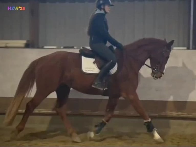 Hanoverian Gelding 4 years 16,2 hh Chestnut-Red in Birkenbeul