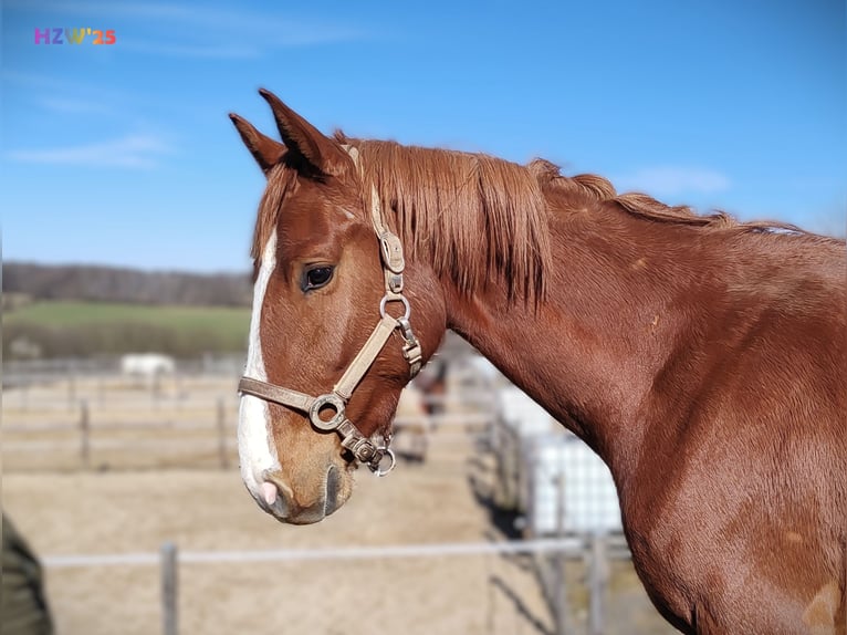 Hanoverian Gelding 4 years 16,2 hh Chestnut-Red in Birkenbeul