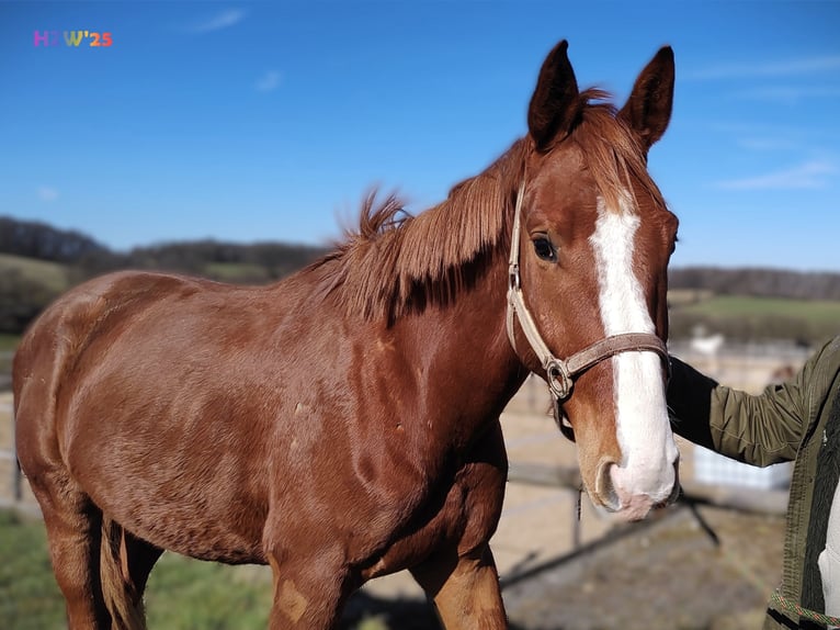 Hanoverian Gelding 4 years 16,2 hh Chestnut-Red in Birkenbeul